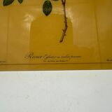 Vintage lithograph