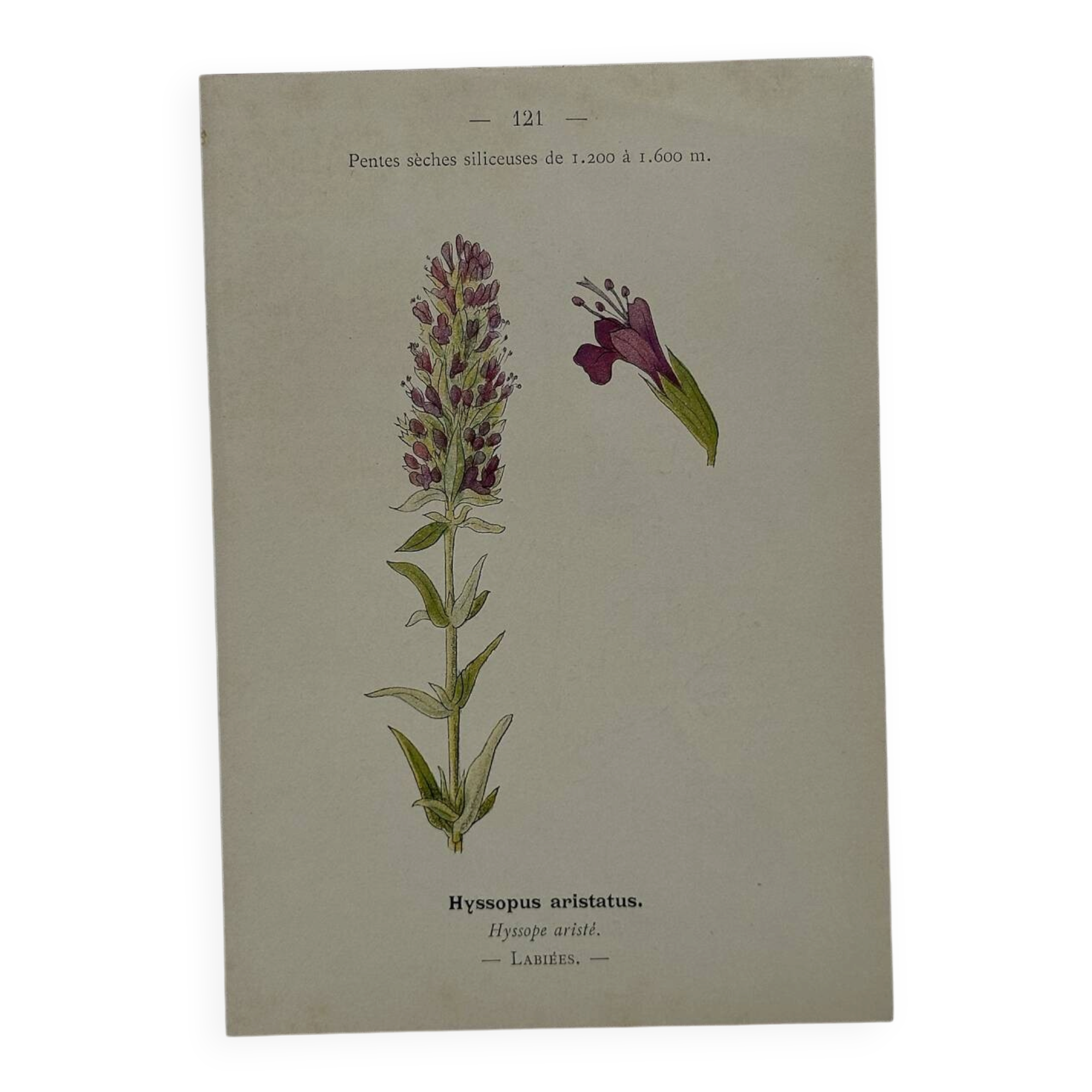 Botanical plate naturalist engraving flower plant double-sided