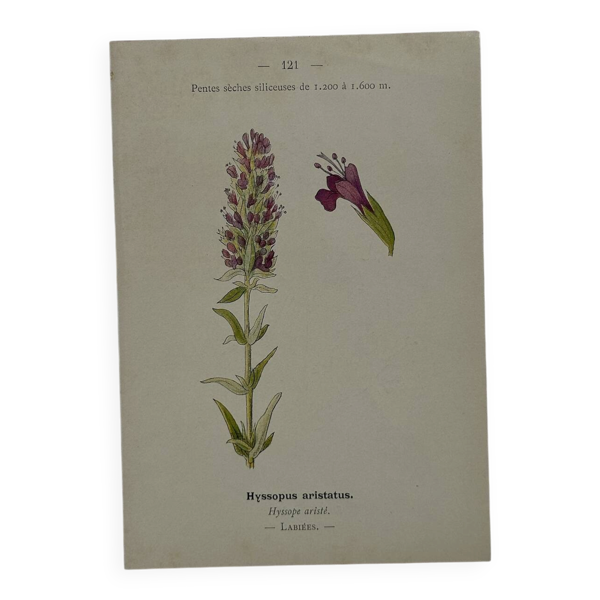 Planche botanique gravure naturaliste fleur plante double face