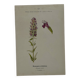 Botanical plate naturalist engraving flower plant double-sided
