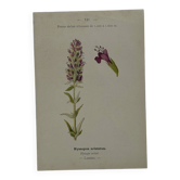Botanical plate naturalist engraving flower plant double-sided