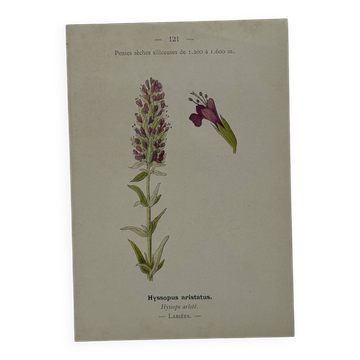 Planche botanique gravure naturaliste fleur plante double face