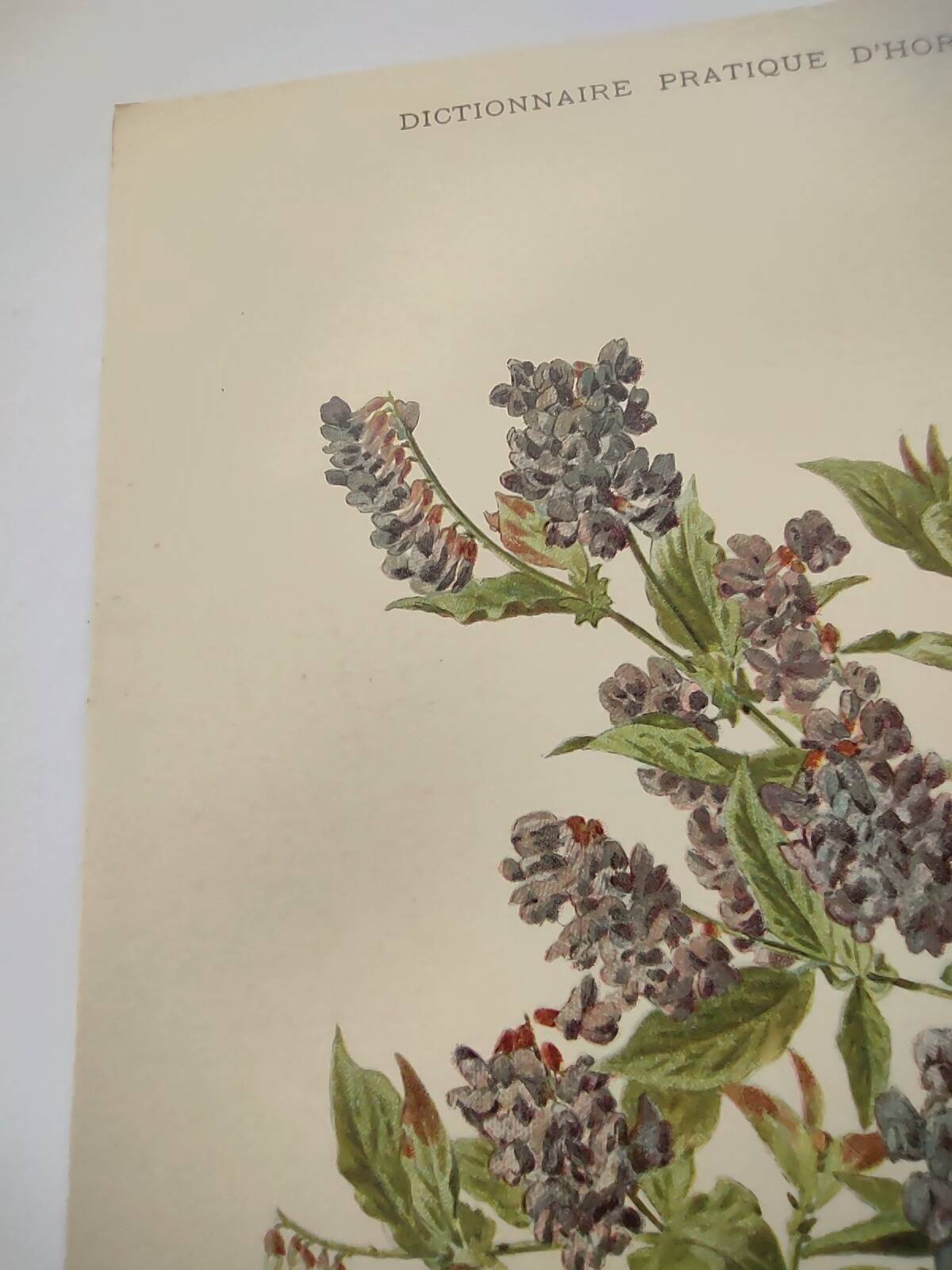 Botanical lithograph from 1897 - Vicia Oroboides - Print by E. Godard