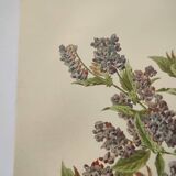 Botanical lithograph from 1897 - Vicia Oroboides - Print by E. Godard