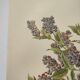 Botanical lithograph from 1897 - Vicia Oroboides - Print by E. Godard