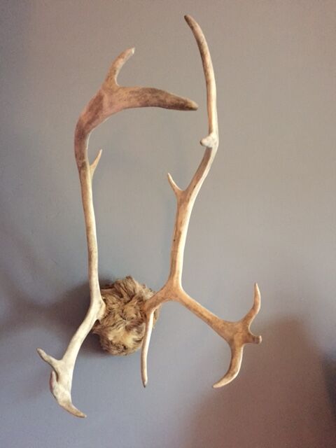 Wood hunting trophy deer