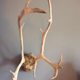 Wood hunting trophy deer