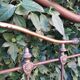 Napoleon III headboard in iron and brass L127xH139