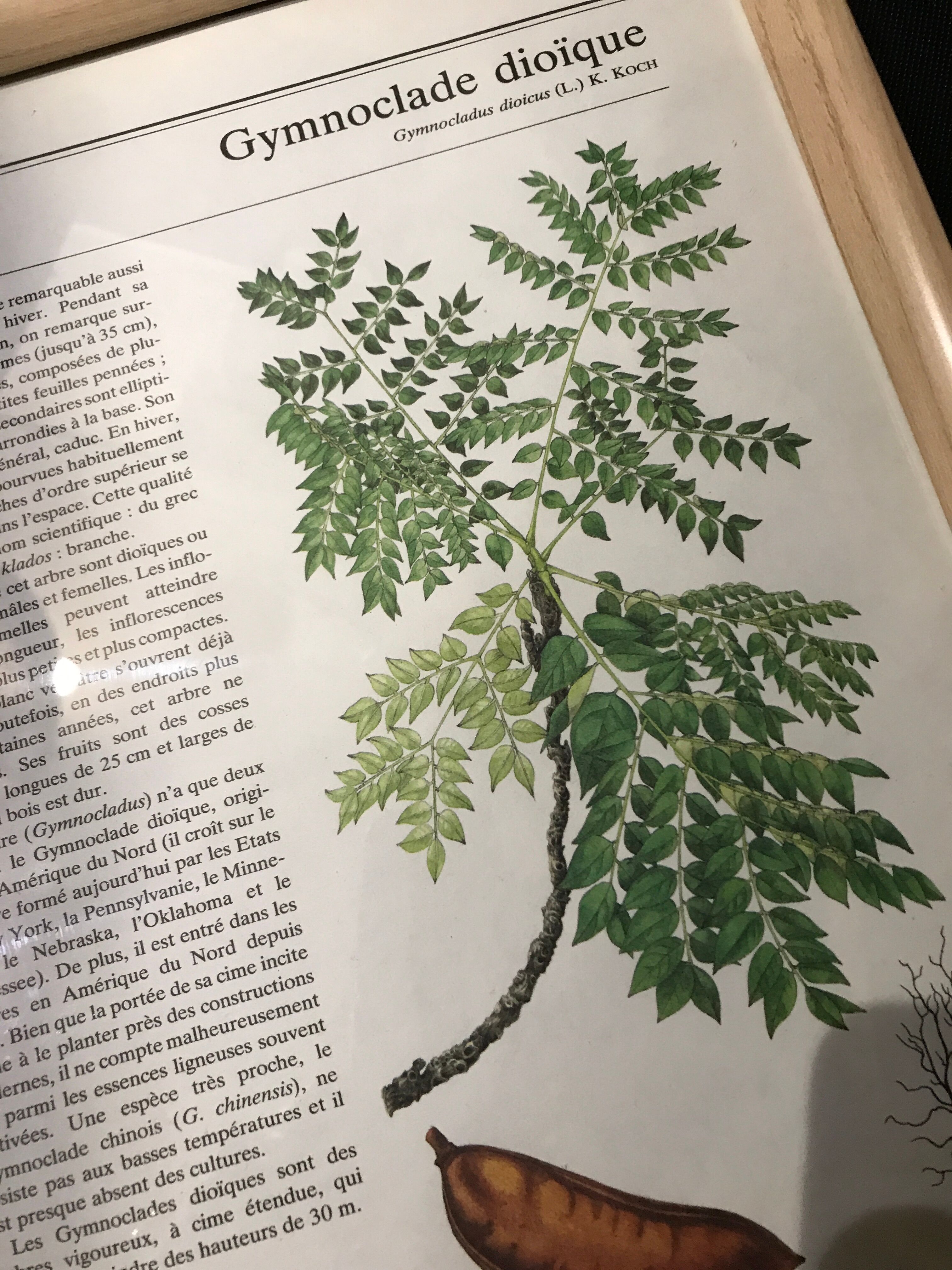 Vintage framed botanical illustration Gymnoclade