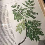 Vintage framed botanical illustration Gymnoclade