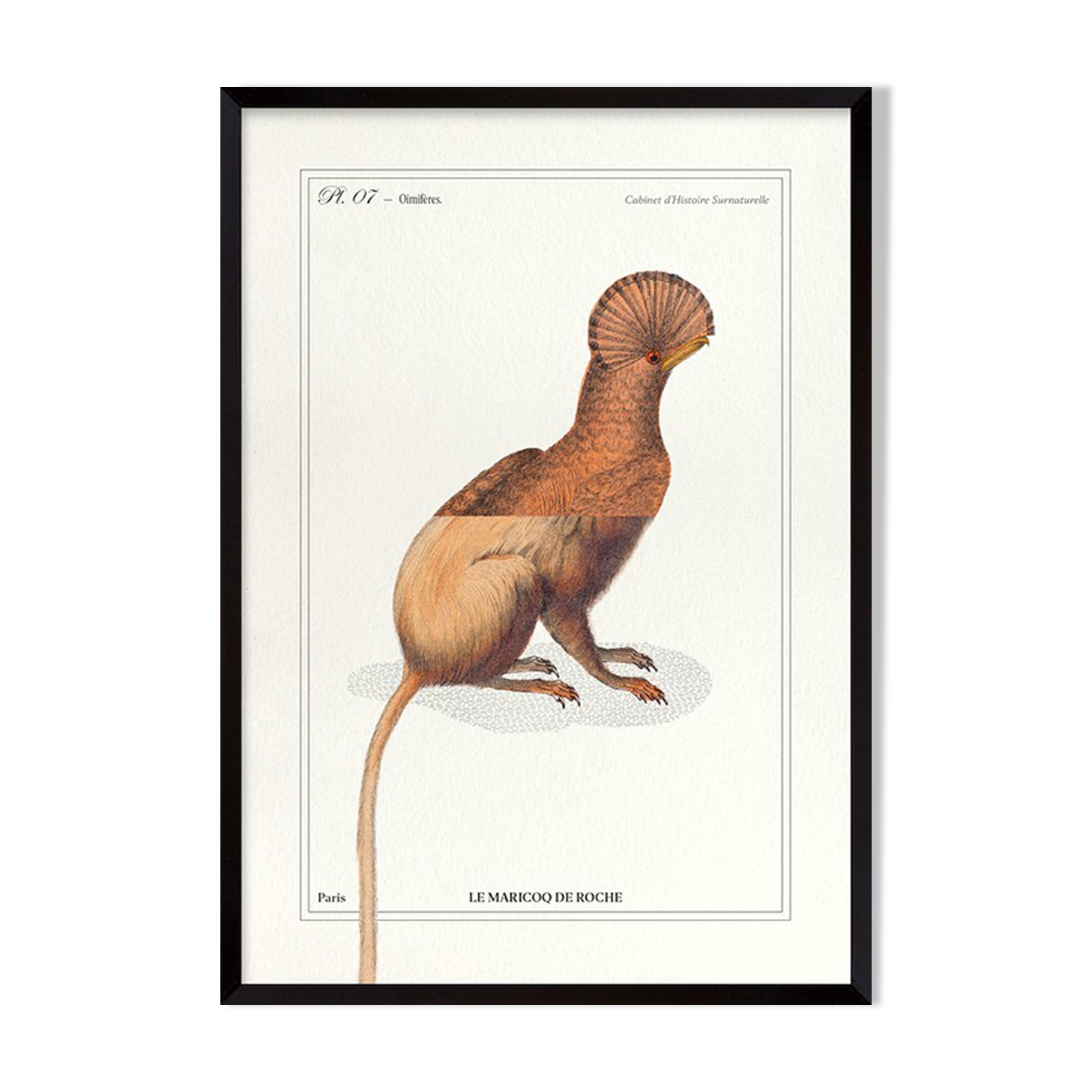 Chimera lithograph engraving animal - the maricoq