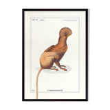 Chimera lithograph engraving animal - the maricoq