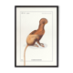 Chimera lithograph engraving animal - the maricoq