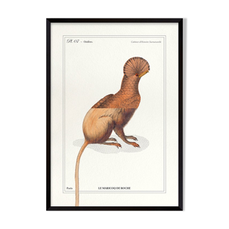 Chimera lithograph engraving animal - the maricoq