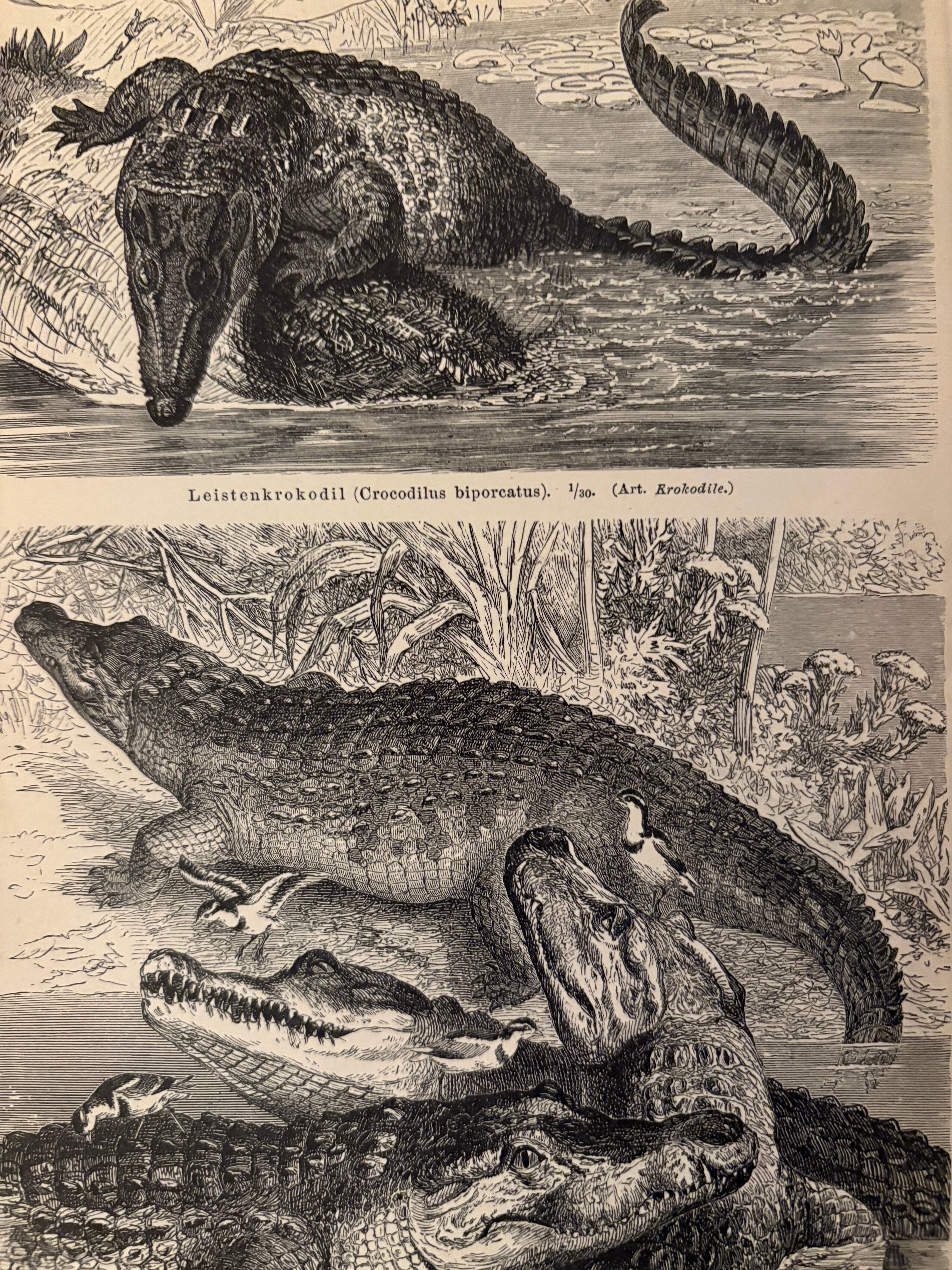 Old engraving of crocodiles and caimans (1890)