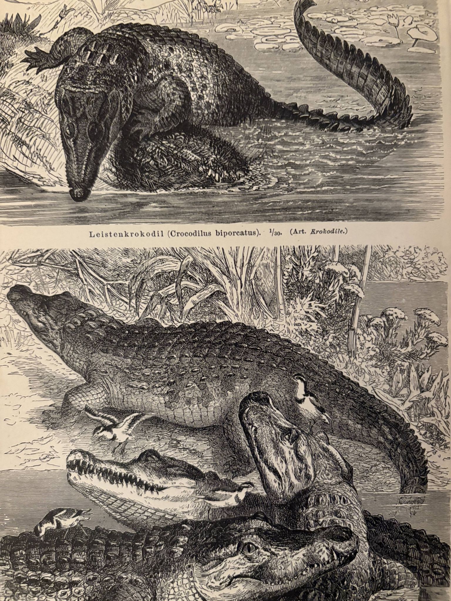 Old engraving of crocodiles and caimans (1890)