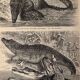 Old engraving of crocodiles and caimans (1890)