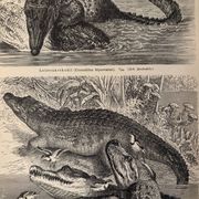 Old engraving of crocodiles and caimans (1890)