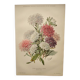Botanical engraving from 1897 - Reine-Marguerite Comète - old original flower plate by E.Godart