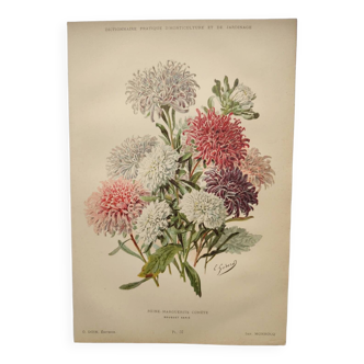 Gravure botanique de 1897 - Reine-Marguerite Comète- Planche originale ancienne de fleur de E.Godart