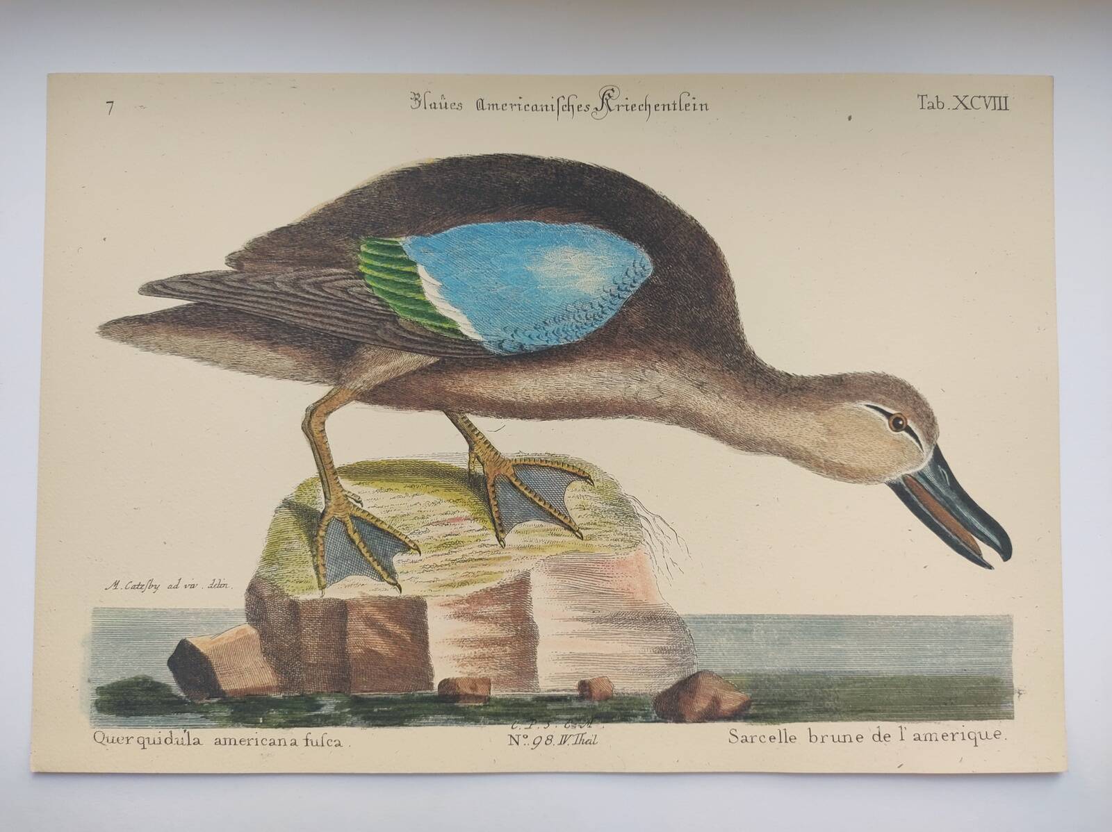 Antique bird engraving - Brown Teal - Ornithological plate by Seligmann & Catesby