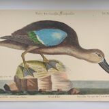 Antique bird engraving - Brown Teal - Ornithological plate by Seligmann & Catesby