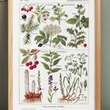 Poster on sudorific plants, based on a 1928 lithograph