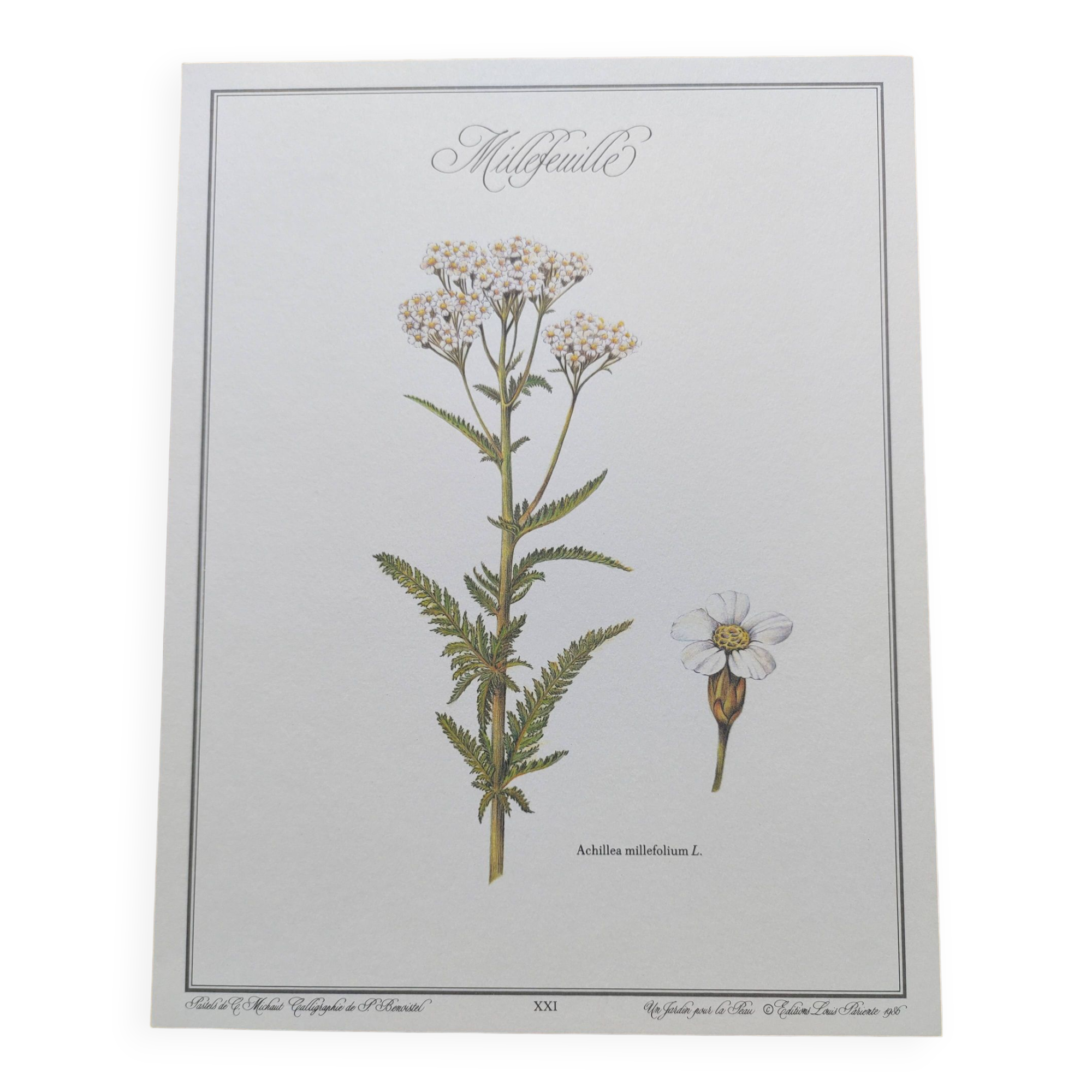 Gravure botanique - Millefeuille