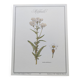 Gravure botanique - Millefeuille