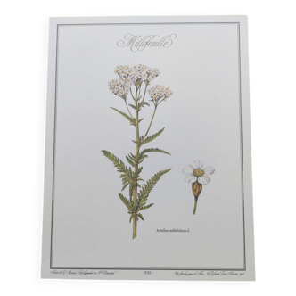 Botanical engraving -Yarrow- Illustration of medicinal plants and herbs