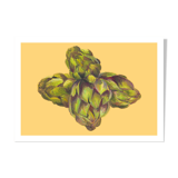 Pastel Artichoke A4 - flower vegetable