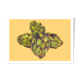 Pastel artichaut a4 légume fleur