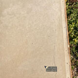 Anncienne gravure botanique rosier