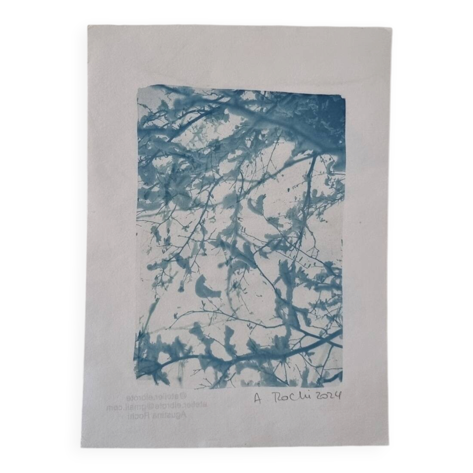 Cyanotype photographique collection botanique