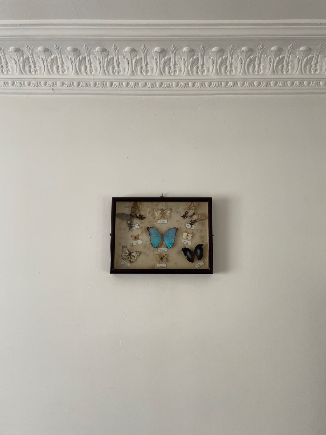 Butterfly framework naturalist entomology