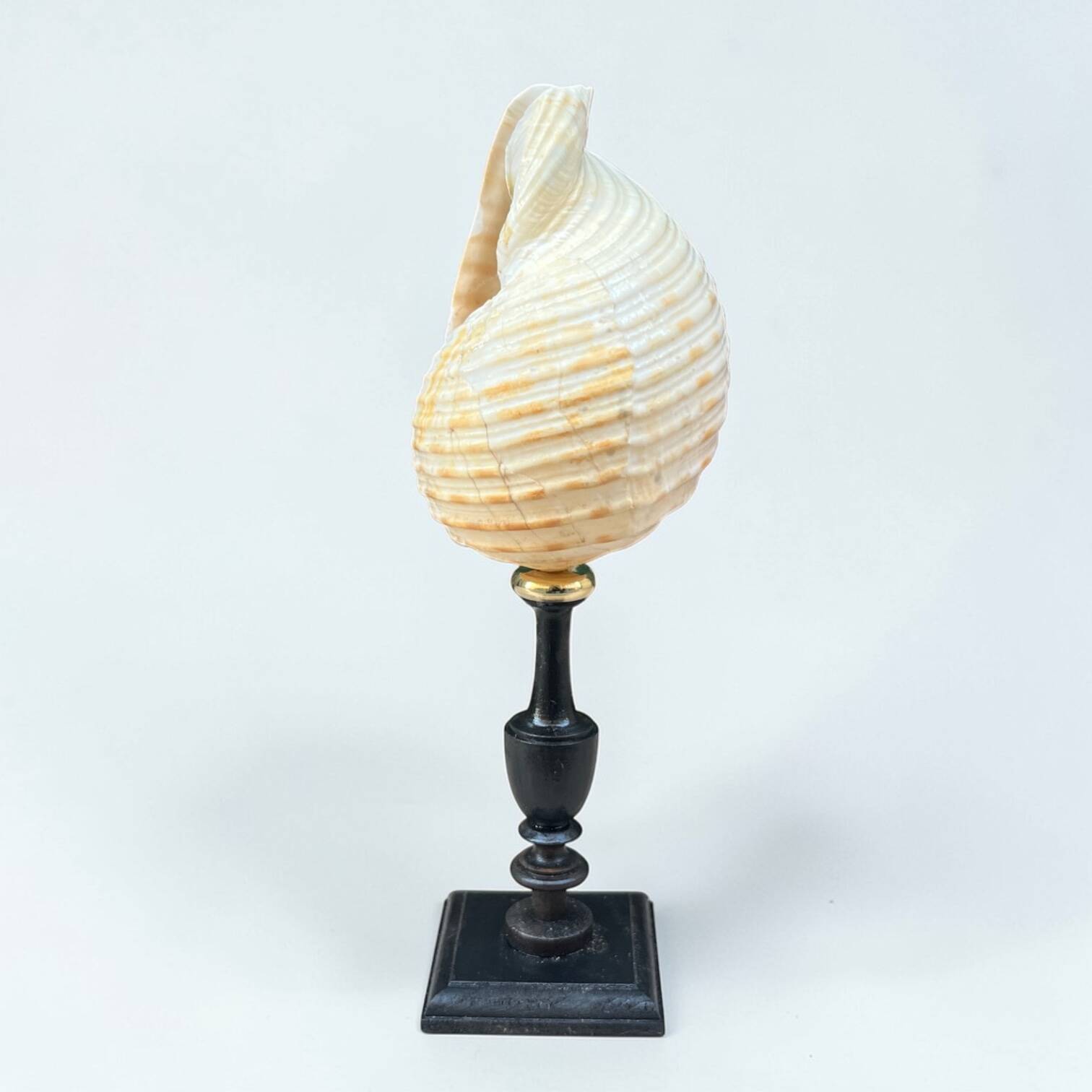 Tonna Galea shell on a turned wooden base, late 19th century curiosities.