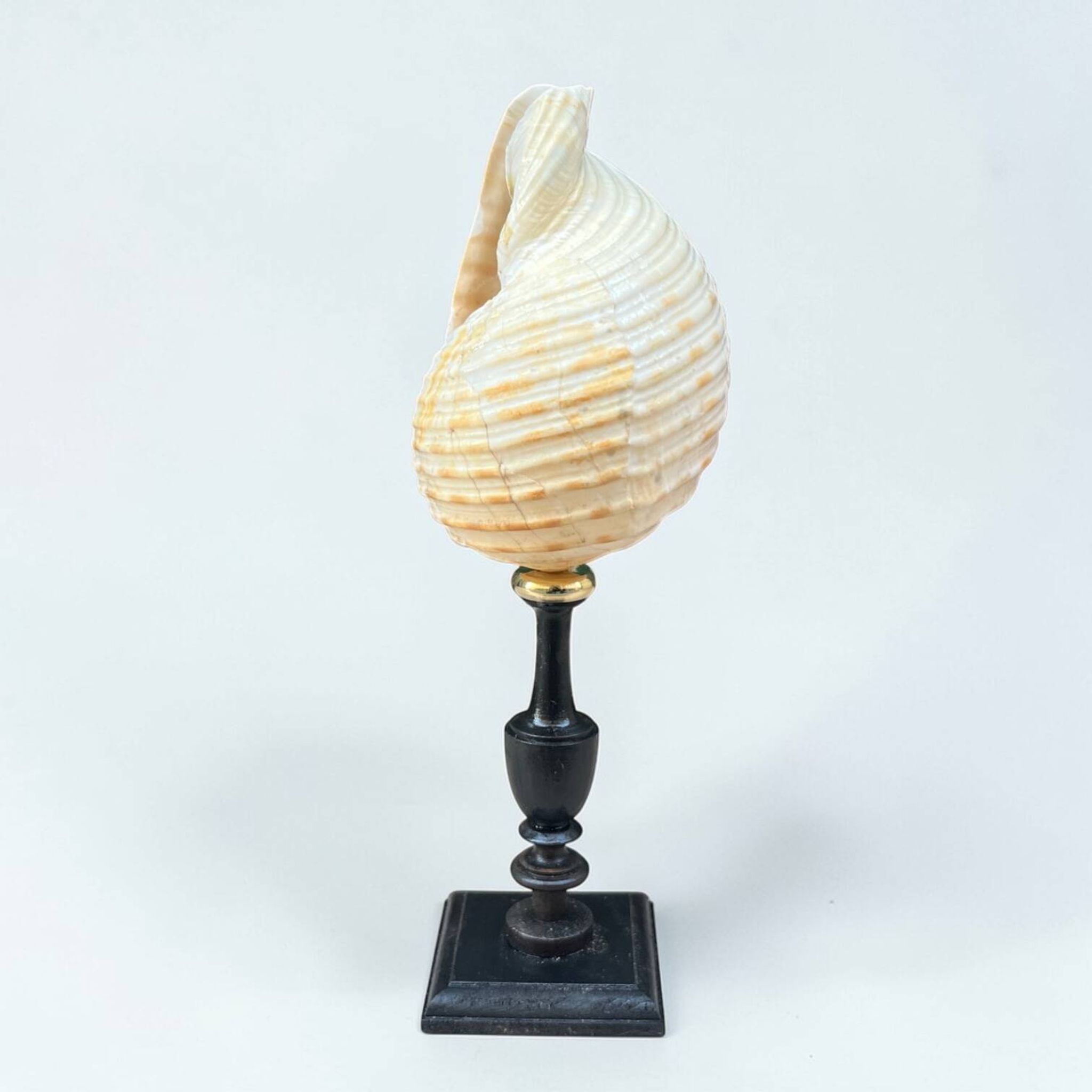 Tonna Galea shell on a turned wooden base, late 19th century curiosities.