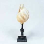 Tonna Galea shell on a turned wooden base, late 19th century curiosities.