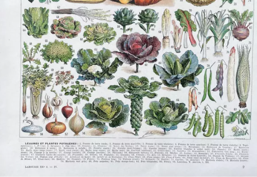 Illustration Millot "vegetables and vegetable plants"