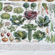 Illustration Millot "vegetables and vegetable plants"