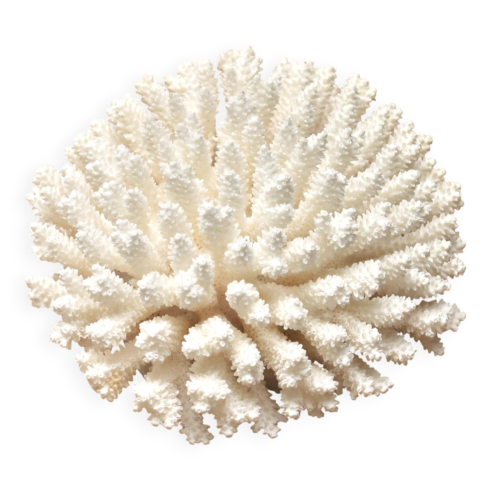 Natural white coral, 70s