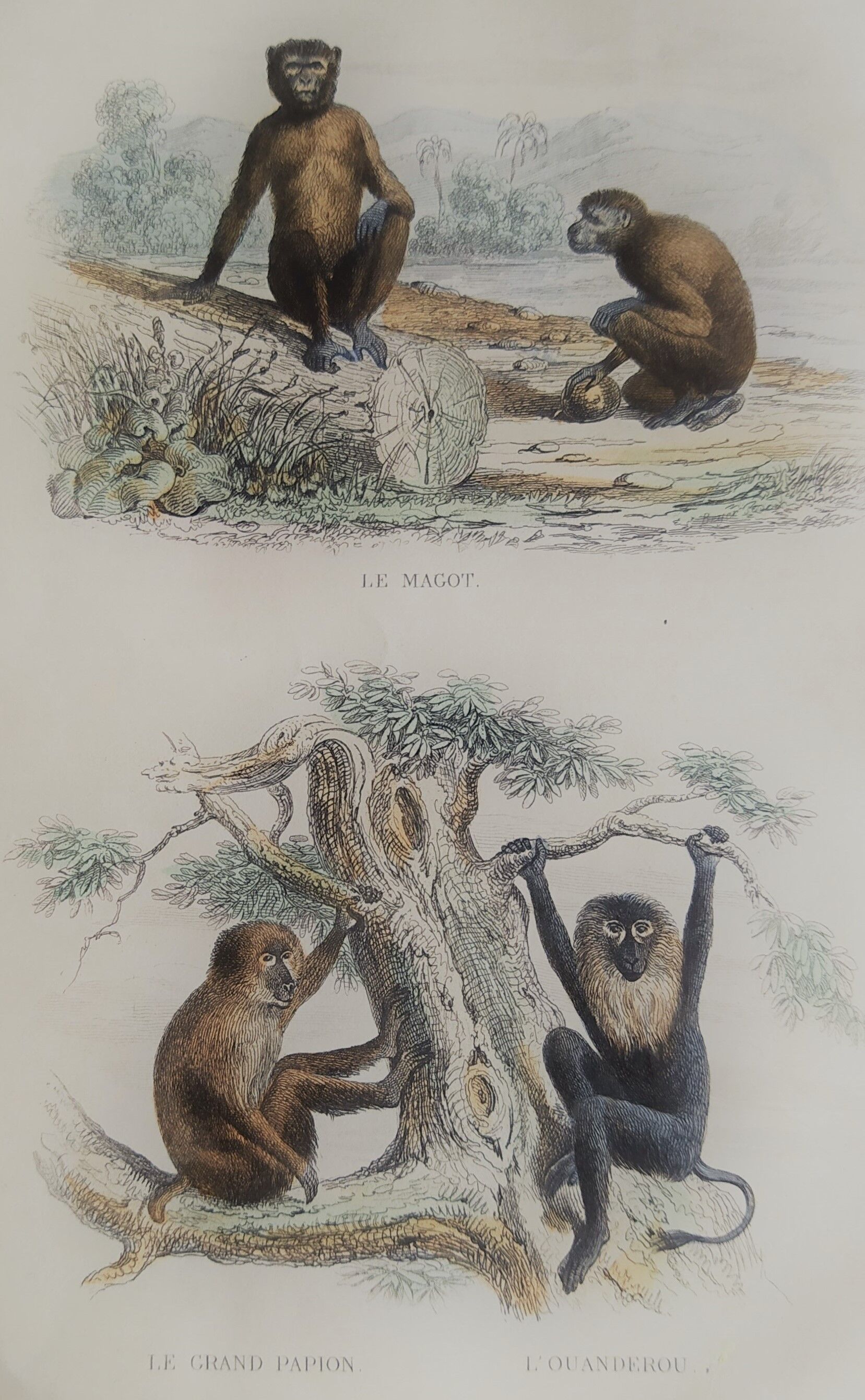 Original zoological board "Magot - Grand Papion - Ouanderou" Buffon 1840