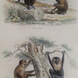 Original zoological board "Magot - Grand Papion - Ouanderou" Buffon 1840