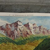 School poster editions nightingale N° 41 and 42 mountain and Mediterranean vegetation