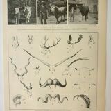Gravure ancienne 1922, Cornes d'animaux, formes, cervidée • Lithographie, illustration originale