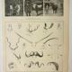 Antique engraving 1922, Animal horns, shapes, deer • Lithograph, original illustration