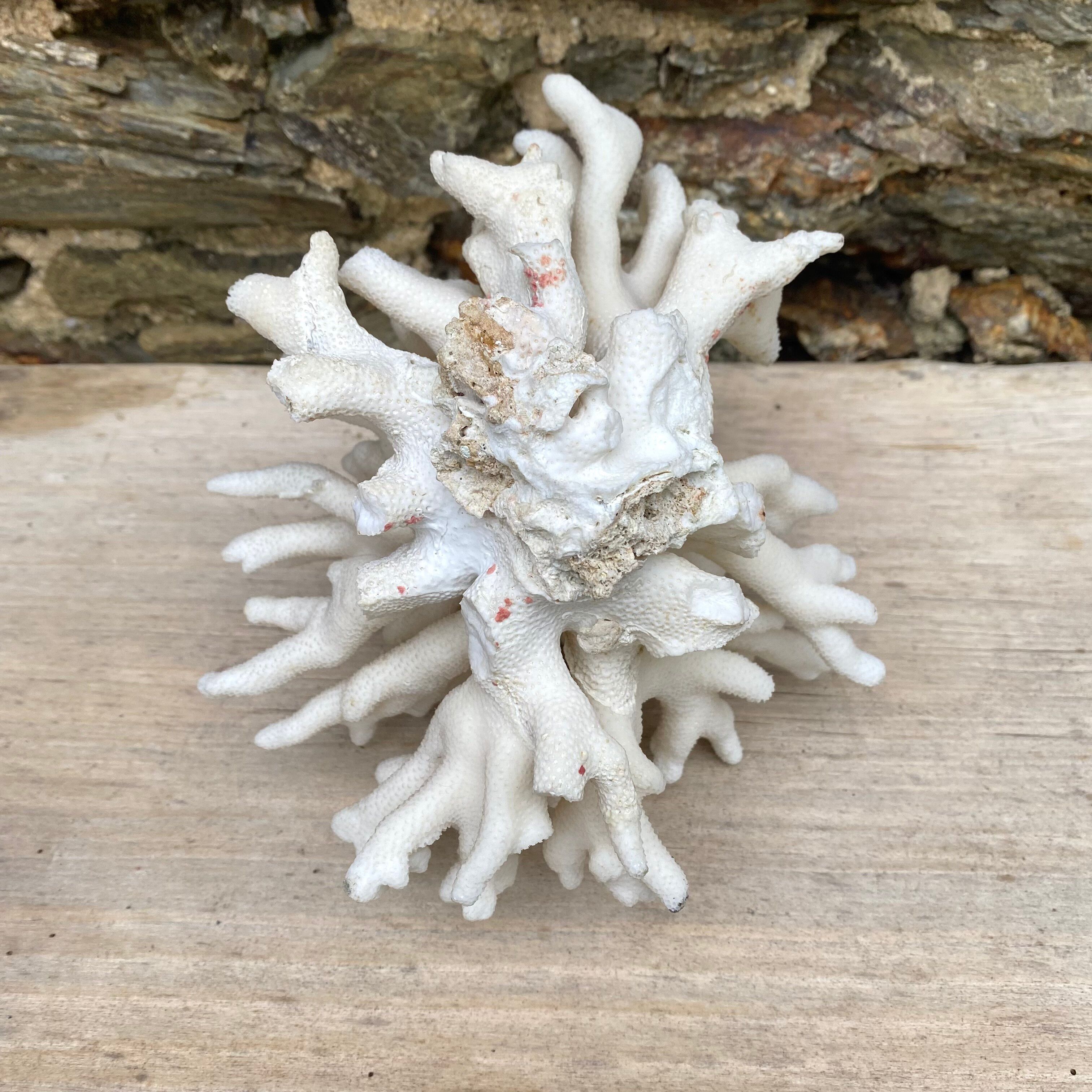 Corail elkhorn, corail corne de cerf