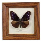 Framed Tropical Butterfly Gold Frame Asia Taxidermy 15cm