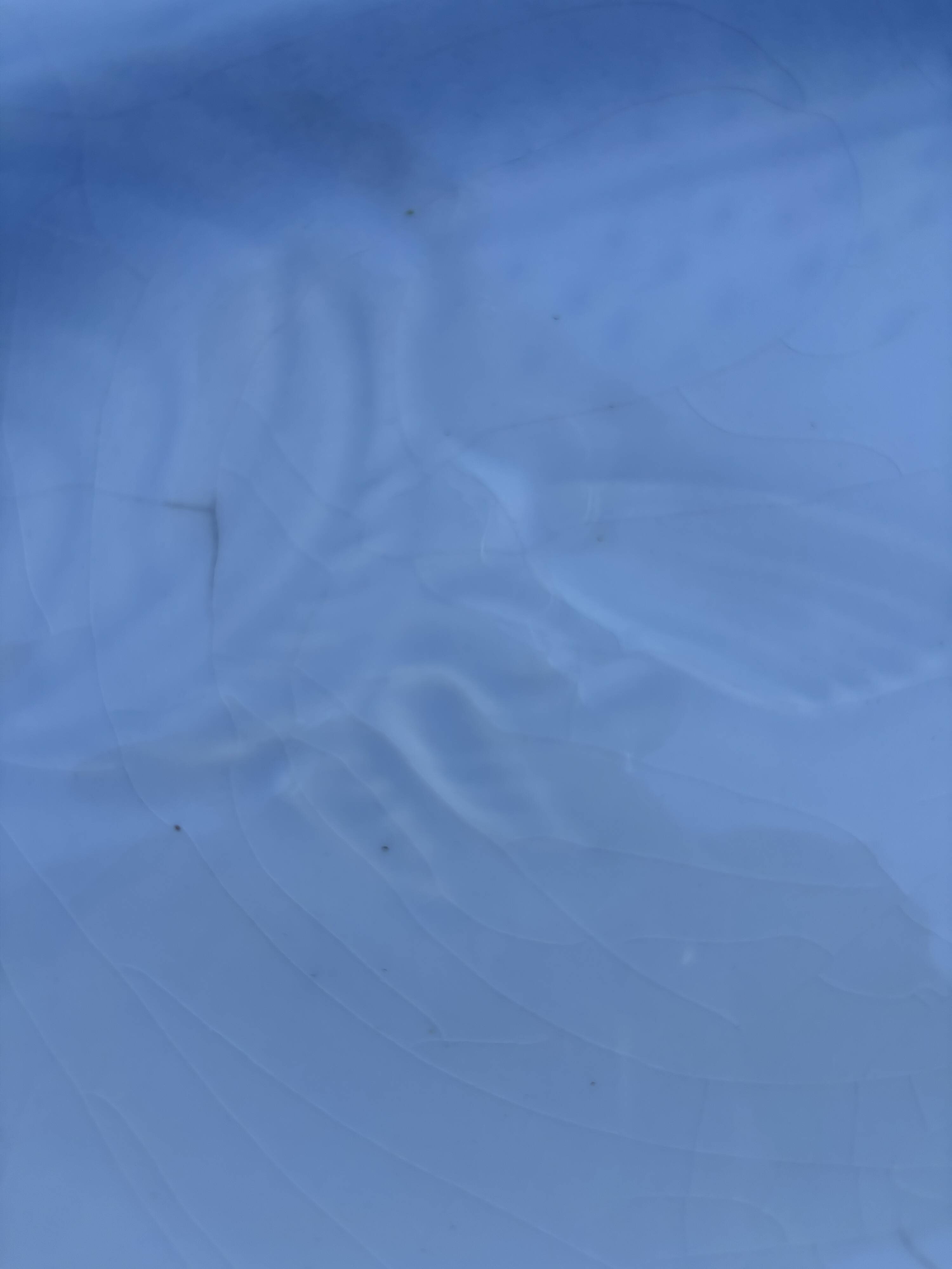 12 Saint Amand fish plates, Ocean model