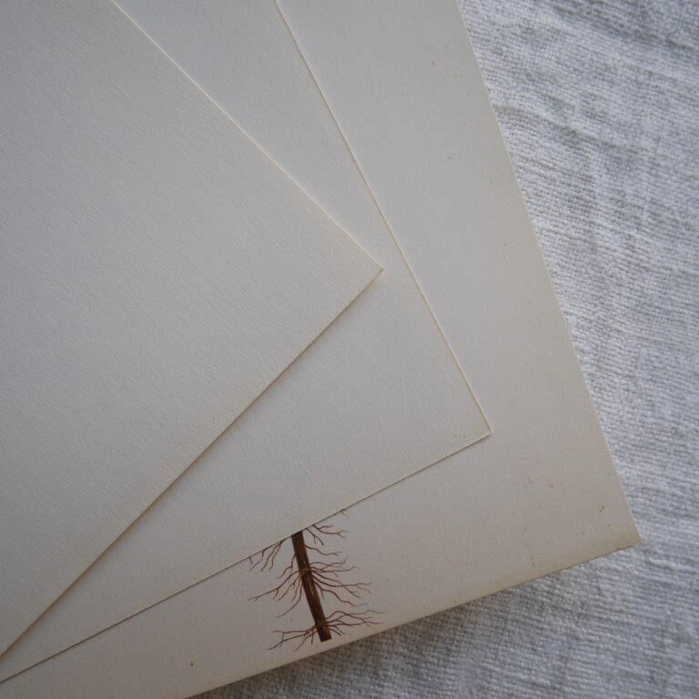 Set of 3 botanical plates Geigy, horsetail, soda and purslane